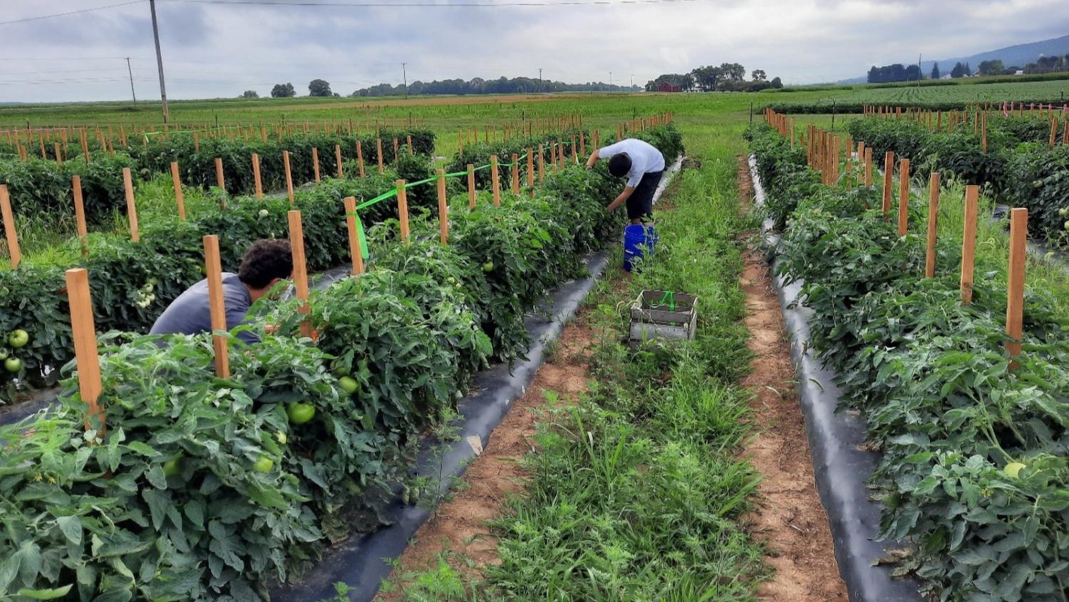 tomate aire libre penn state pensilvania|francesco di gioia|tomate aire libre penn state pensilvania